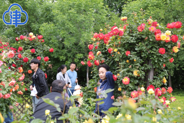稀有月季品种竞相绽放 天津经开区成月季花城(图3)