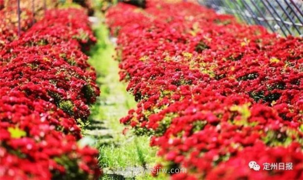 定州月季，2021年扬州世界园艺博览会斩获大奖！(图4)