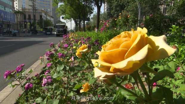 太原三百万株月季玫瑰盛开，许你一座浪漫之都(图4)