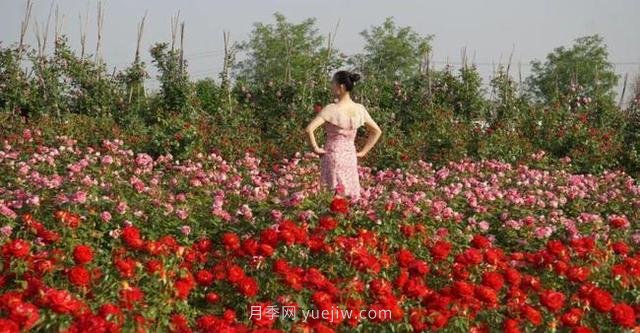 洛阳紫桂园月季农场，置身月季花海感受花开浪漫(图1)