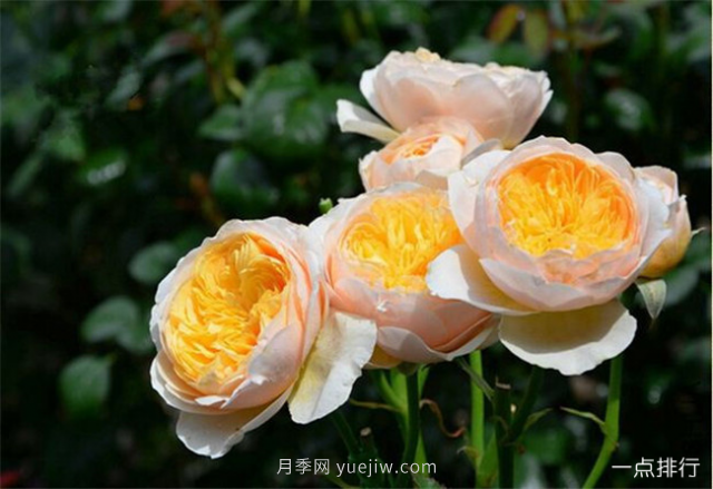 世界十大最美月季花品种 瑞典女王月季最为清新迷人(图9)