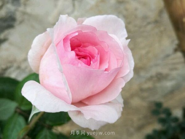 超耐阴的四季开花的月季都有哪些品种？(图1)