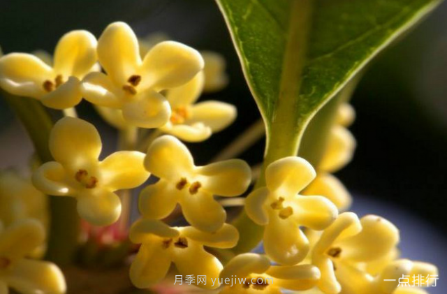 桂花哪个品种最名贵？名贵桂花品种排名(图4)