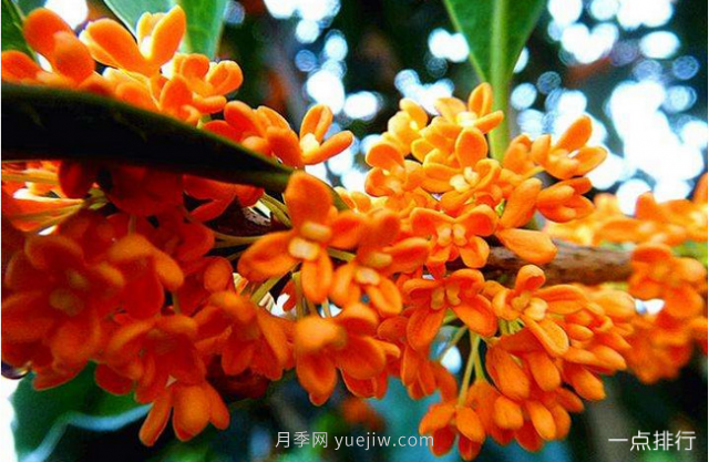 桂花哪个品种最名贵？名贵桂花品种排名(图2)