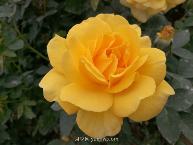 20种经典月季品种，妆点南阳火热的夏季(图5)