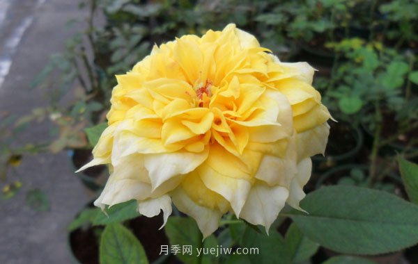 整理适合阳台养的阳台系列品种大全(图8)