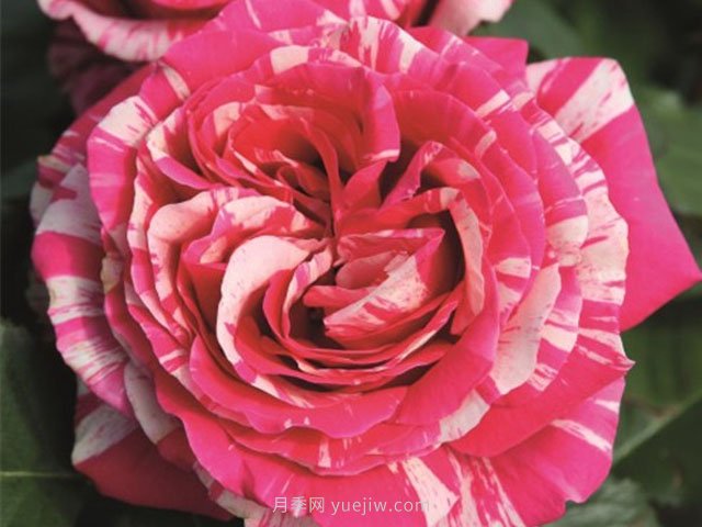 最佳印象月季的优缺点是什么？(图1)