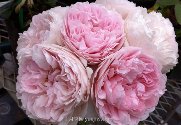 真诚月季的优缺点是什么？(图1)