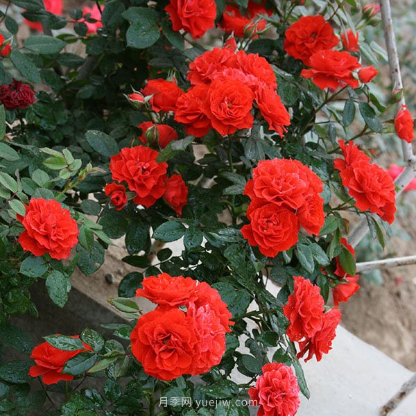 藤梅朗荻娜月季(图1)