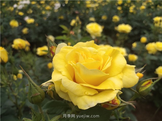 为什么越来越多的月季花友抛弃欧月？这些缺点是很多人的痛点(图1)