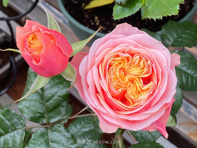 为什么越来越多的月季花友抛弃欧月？这些缺点是很多人的痛点(图2)