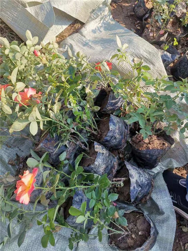 红从容月季盆栽苗2万盆起苗装车(图2)