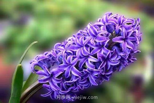 风信子什么时候种植比较好？(图1)