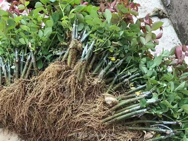 南阳月季花的花期和扦插注意(图1)