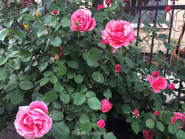 月季必知的养护管理基本条件(图2)