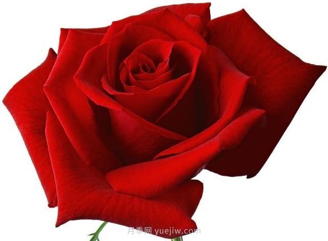 舌尖上的爱情之花：玫瑰(图1)