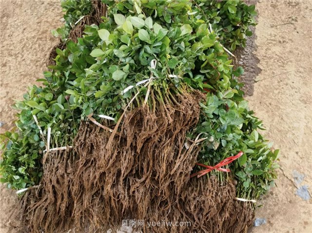 月季扦插最简单方法——水插法(图1)