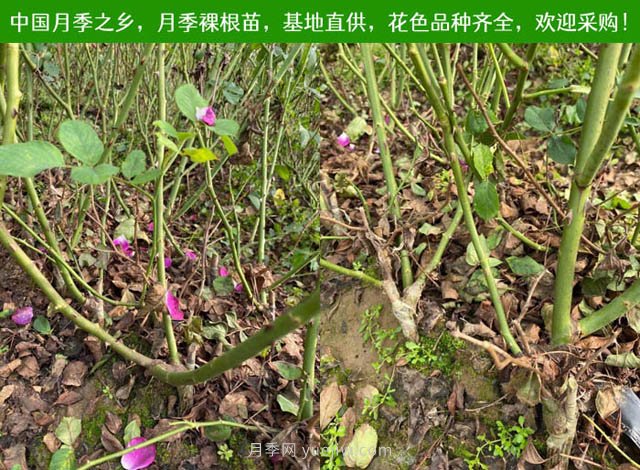 春夏秋冬月季种植指南，月季什么时候种植最好对比(图2)