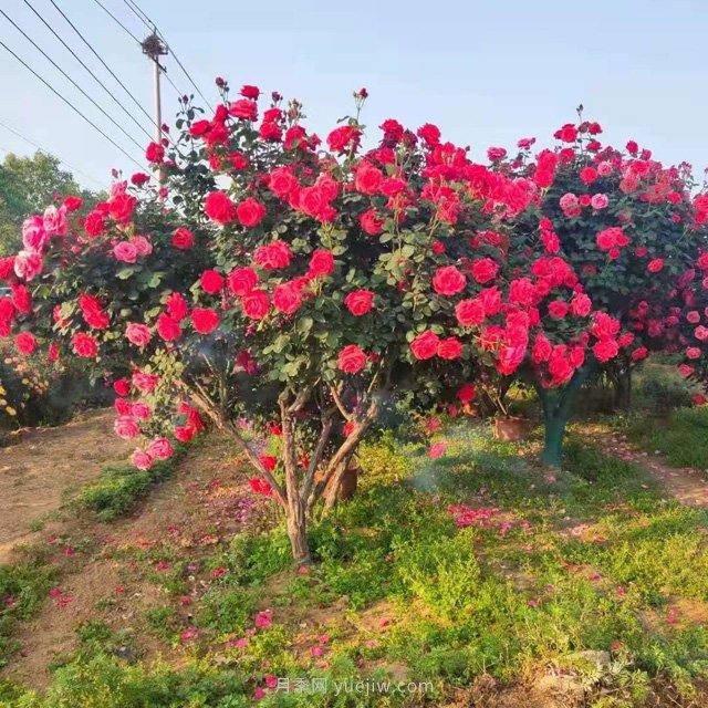 大型古桩月季树，别墅景区门面首选_产地图片|批发价格(图4)