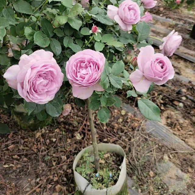 1公分精品欧月小高杆月季(图3)