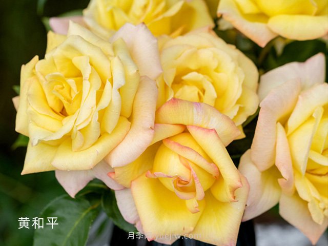 一款有故事的品种——黄和平月季(图2)