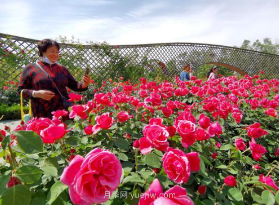 河北廊坊：建党百年 月季献礼(图3)