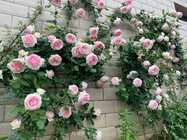 他把欧洲玫瑰庄园搬到中国，培育出树上开月季的奇特景观(图2)