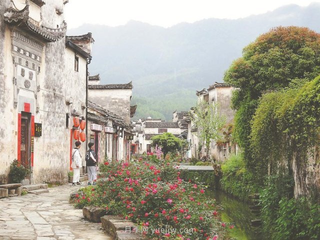 黄山黟县：月季花开(图1)
