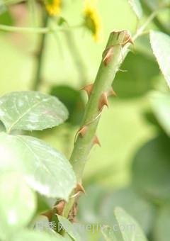 玫瑰、月季有区别？原来这么容易区分，一看就懂(图4)