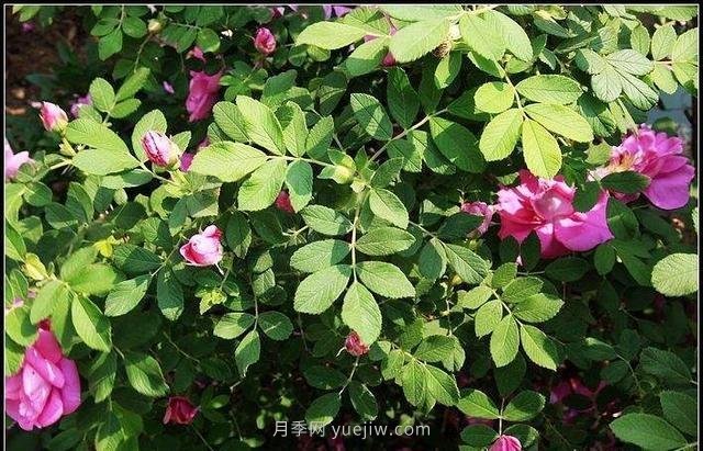 玫瑰、月季有区别？原来这么容易区分，一看就懂(图5)