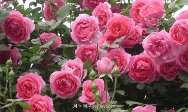 玫瑰、月季有区别？原来这么容易区分，一看就懂(图7)