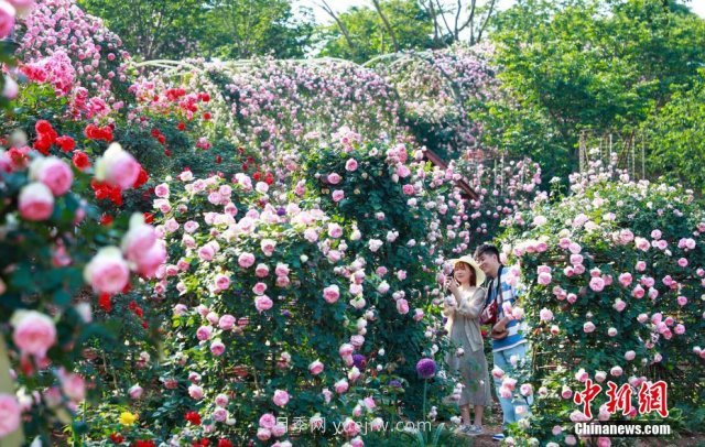 成都玫瑰花海吸引游客 汇集世界各地700余种顶级玫瑰(图3)