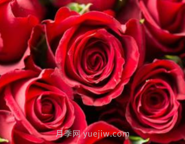 玫瑰花简介(图1)