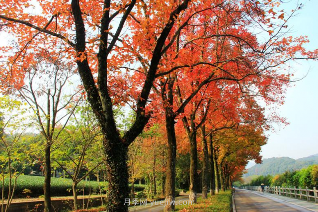 合肥市公布了第一批十大优良乡土树种名录(图3)