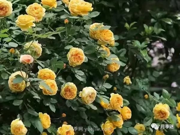哪些月季耐寒？10大耐寒的藤本月季品种推荐(图2)