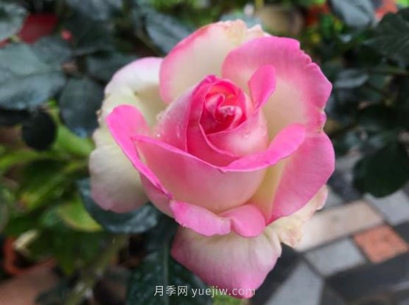 摩纳哥公主月季，法国玫昂大花月季的领军之作(图1)