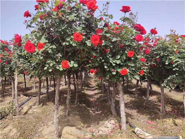 树状月季植树施工步骤及注意事项(图1)