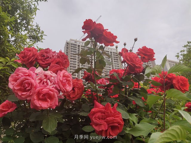 七月份苗木养护工作要点​(图1)