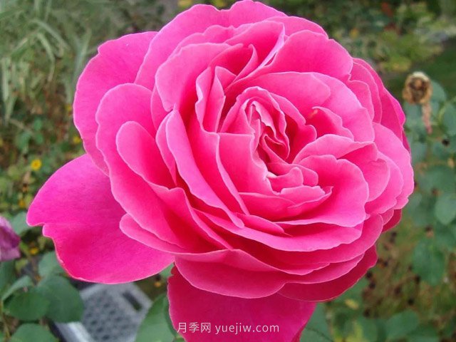 全世界每一个月季品种园里，都会有一种和平月季宁静祥和地盛开(图7)