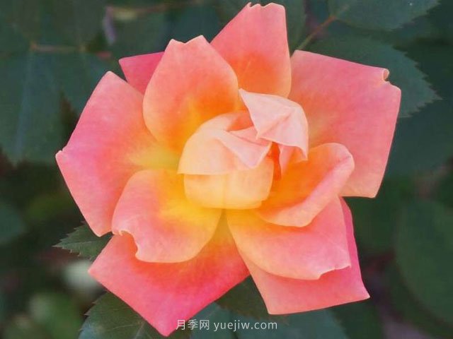 天山烈焰月季(图1)