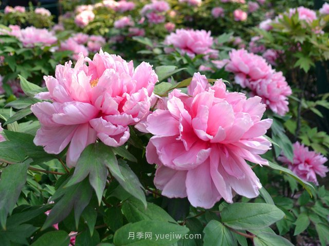 牡丹凭啥能脱颖而出成为国花？如何种植牡丹？(图1)