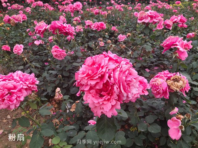 南阳月季有哪四大系列种类？(图3)