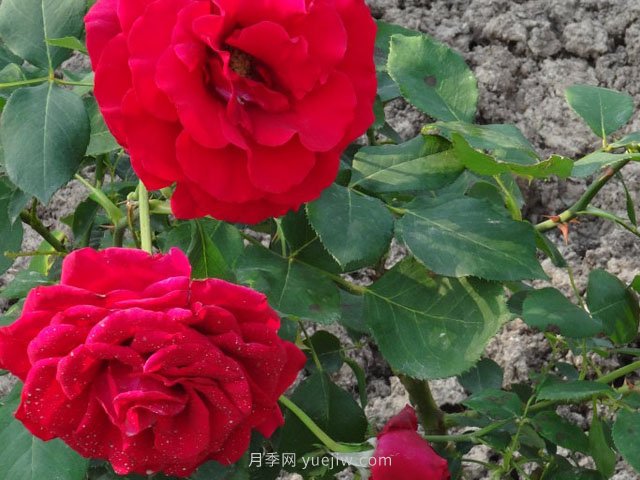 香魔84月季的优缺点是什么？(图1)