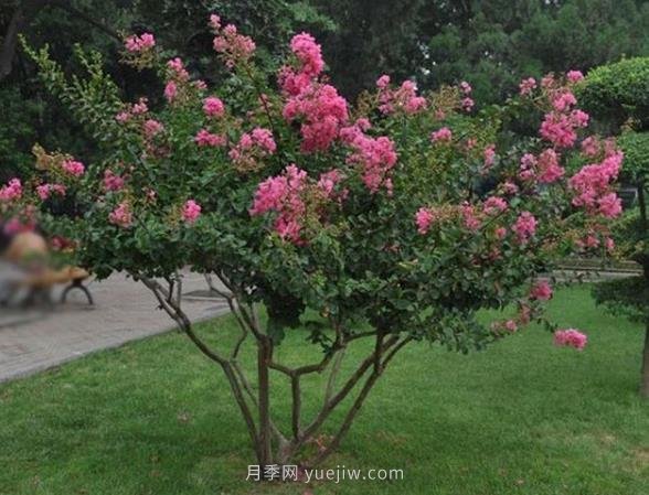 丛生拼栽苗木怎么种才能赚大钱？(图1)