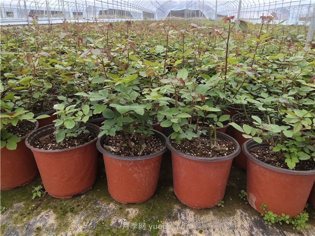 从某些电商平台买月季花，套路实太深小心上当(图1)