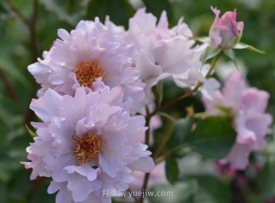 十大日本河本纯子月季品种推荐，让你欲罢不能(图7)
