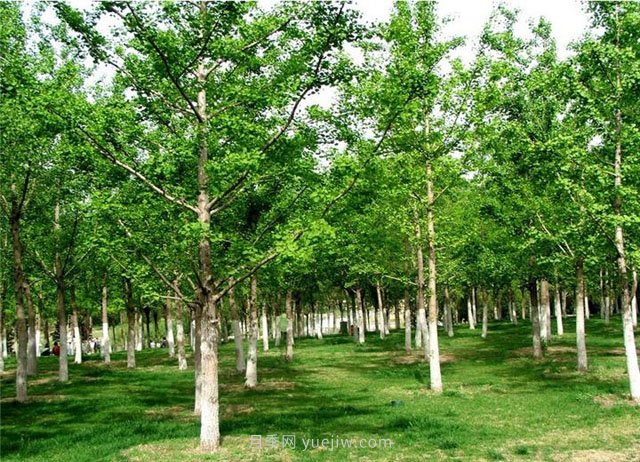 南阳银杏树种植的一些技术性问题(图1)