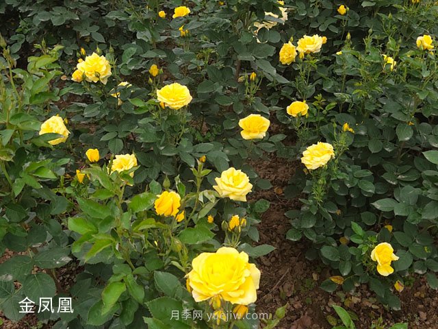 金凤凰，绿化工程选择黄色大花月季(图3)