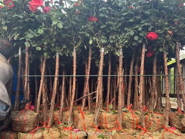 为什么栽植两年后的苗木会出现小枯枝？(图1)