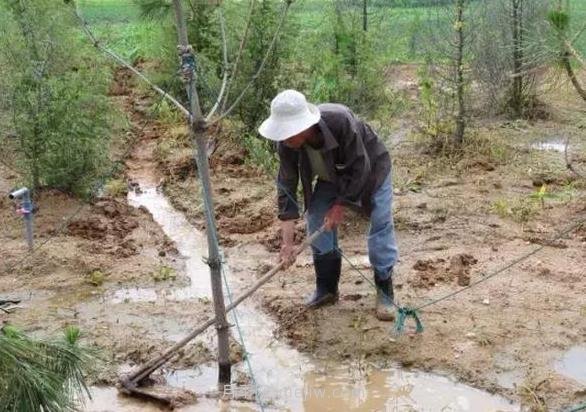 南阳苗木受涝后应该如何紧急处理(图1)